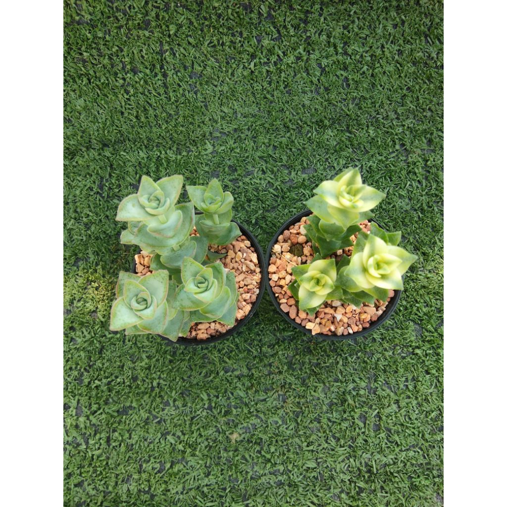 ต้นคลาสซูล่า Perforata  [Crassula Perforata ] ไม้ในกระถาง2"