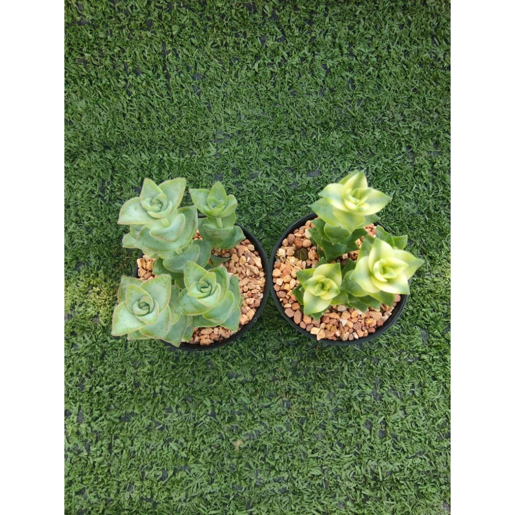 ต้นคลาสซูล่า Perforata [Crassula Perforata ] ไม้ในกระถาง2"