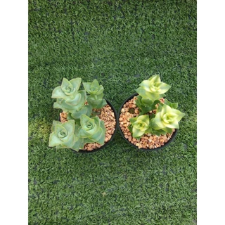 ต้นคลาสซูล่า Perforata [Crassula Perforata ] ไม้ในกระถาง2"