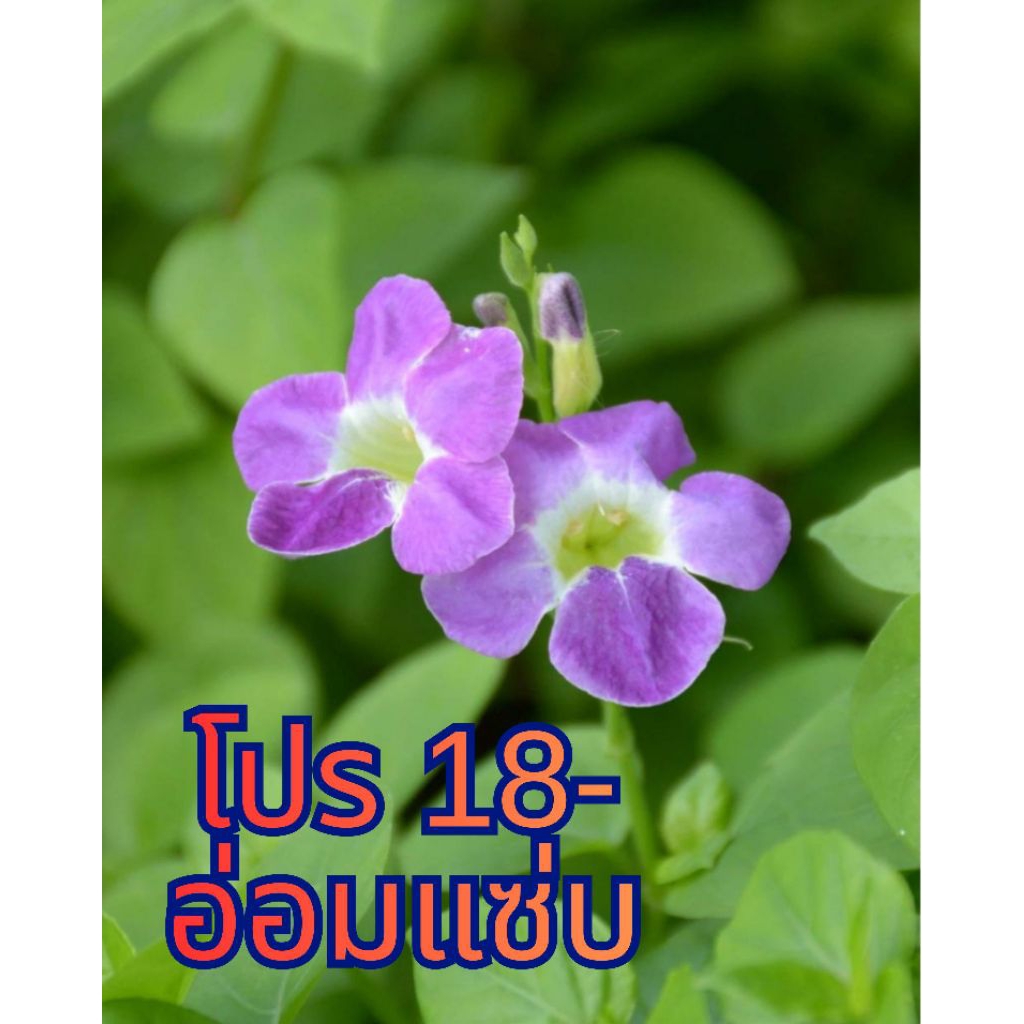 ต้นอ่อมแซ่บ พร้อมส่งด่วน!!