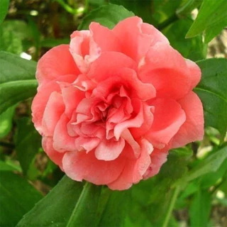 GEMI ซื้อ 5 แถม 5 ฟรี！เมล็ดดอกเทียนซ้อน 180 เมล็ด เทียนกุหลาบ สีขาว, แดง, ชมพู, ม่วง, ด่าง
