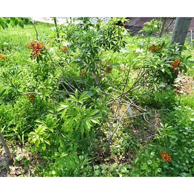 ขาย ต้นหนุมานประสานกาย 1 ถุงดำ ราคาถูก - รูปที่ 2