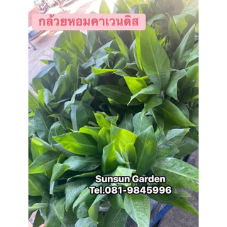 ต้นพันธุ์กล้วยหอมคาเวนดิส (จำนวน 10 ต้น)🌿จากแล็บเพาะเลี้ยงเนื้อเยื่อ ปลอดโรคตายพราย แข็งแรง พร้อมลงดินได้