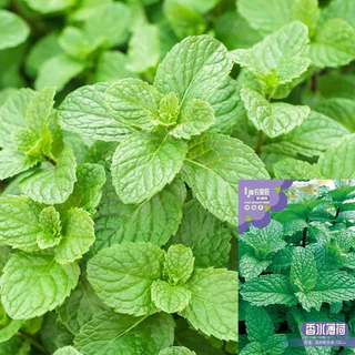 GEMI เมล็ดพันธุ์ สะระแหน่ สาระแหน่ เมล็ดเปปเปอร์มิ้น เปเปอร์มิ้น 1000 เมล็ด