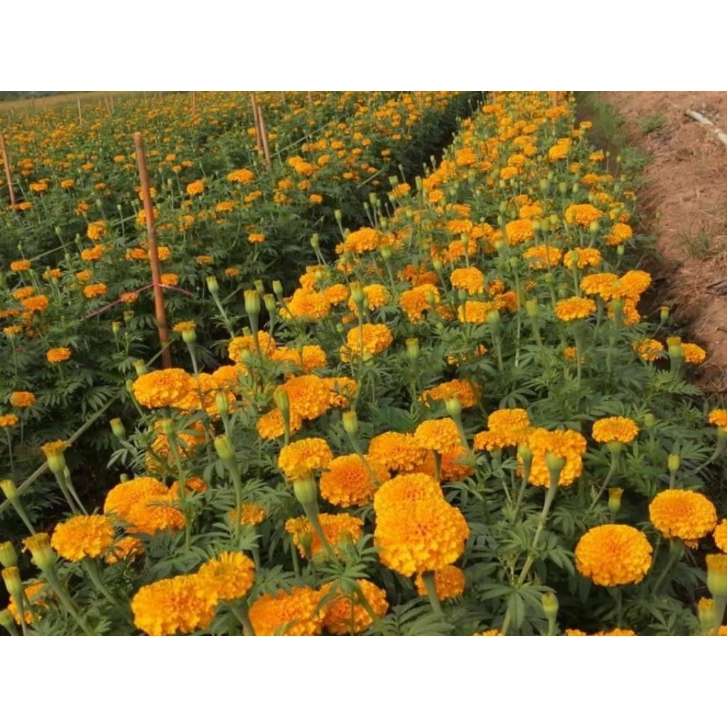 ต้นกล้าดาวเรืองพร้อมปลูกแพ็คเกจชุด50ต้น/100ต้น/ 200ต้น