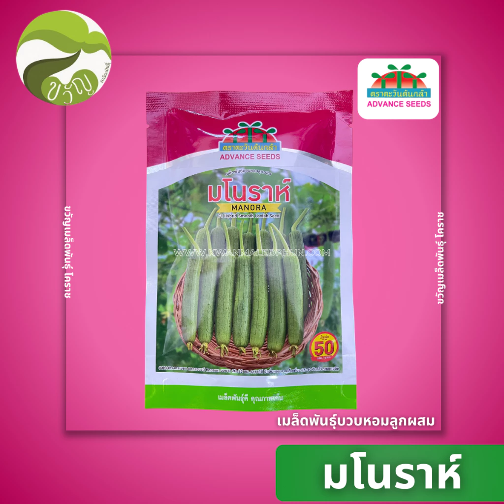 เมล็ดพันธุ์ฺบวบหอมลูกผสม มโนราห์ ตราตะวันต้นกล้า 50 กรัม ลอตใหม่