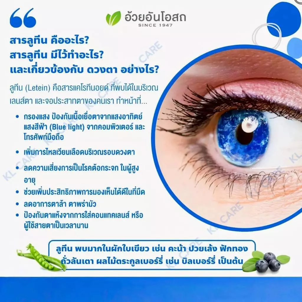 Ocoberry Bilberry Extract บิลเบอร์รี่ บำรุงสายตา วิตามินบำรุงดวงตา อ้วยอันโอสถ 60 แคปซูล ของแท้100% thumbnail 5