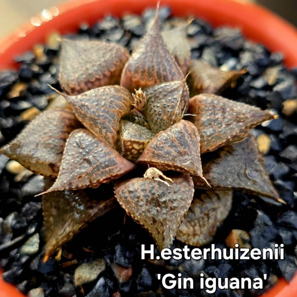 H.esterhuizenii 'Gin iguana' B084
