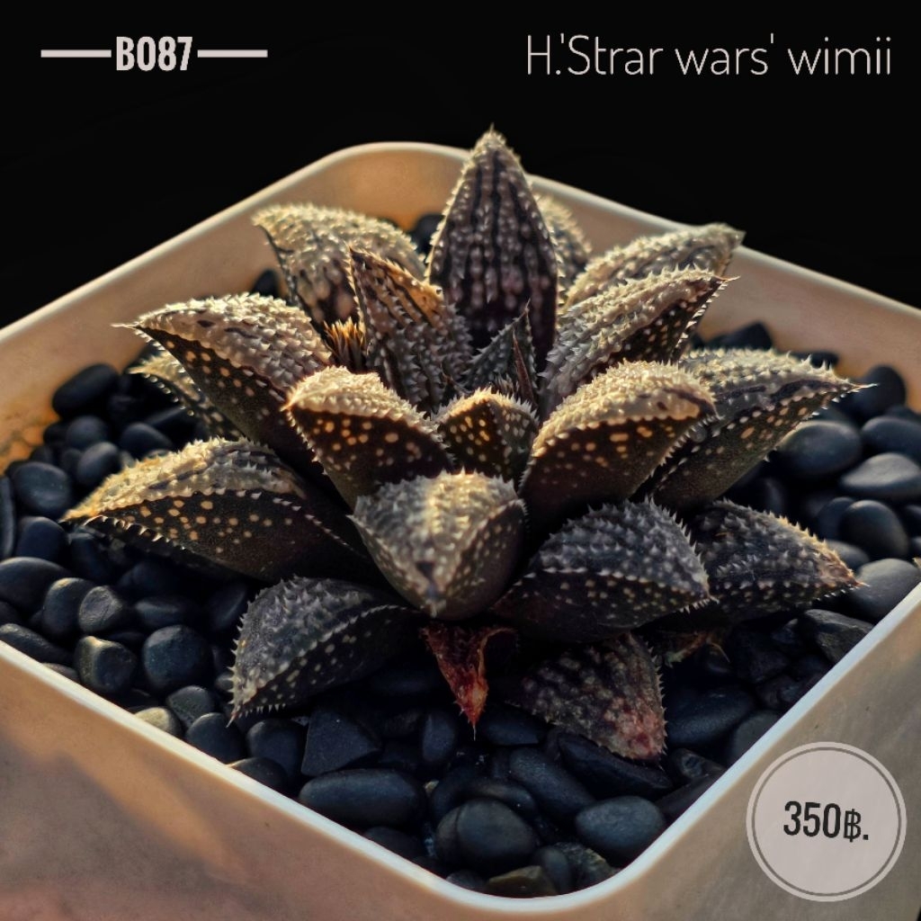 H. ‘Star wars’ wimii ฮาโวเทียสตาร์วอร์ B086 – โปรปัง