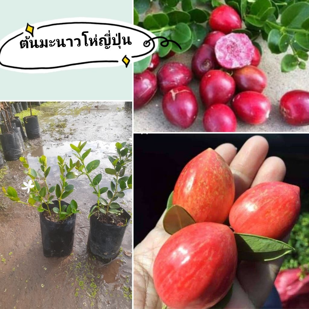 ต้นมะนาวโห่ญี่ปุ่น ผลใหญ่ รสหวาน พร้อมปลูก