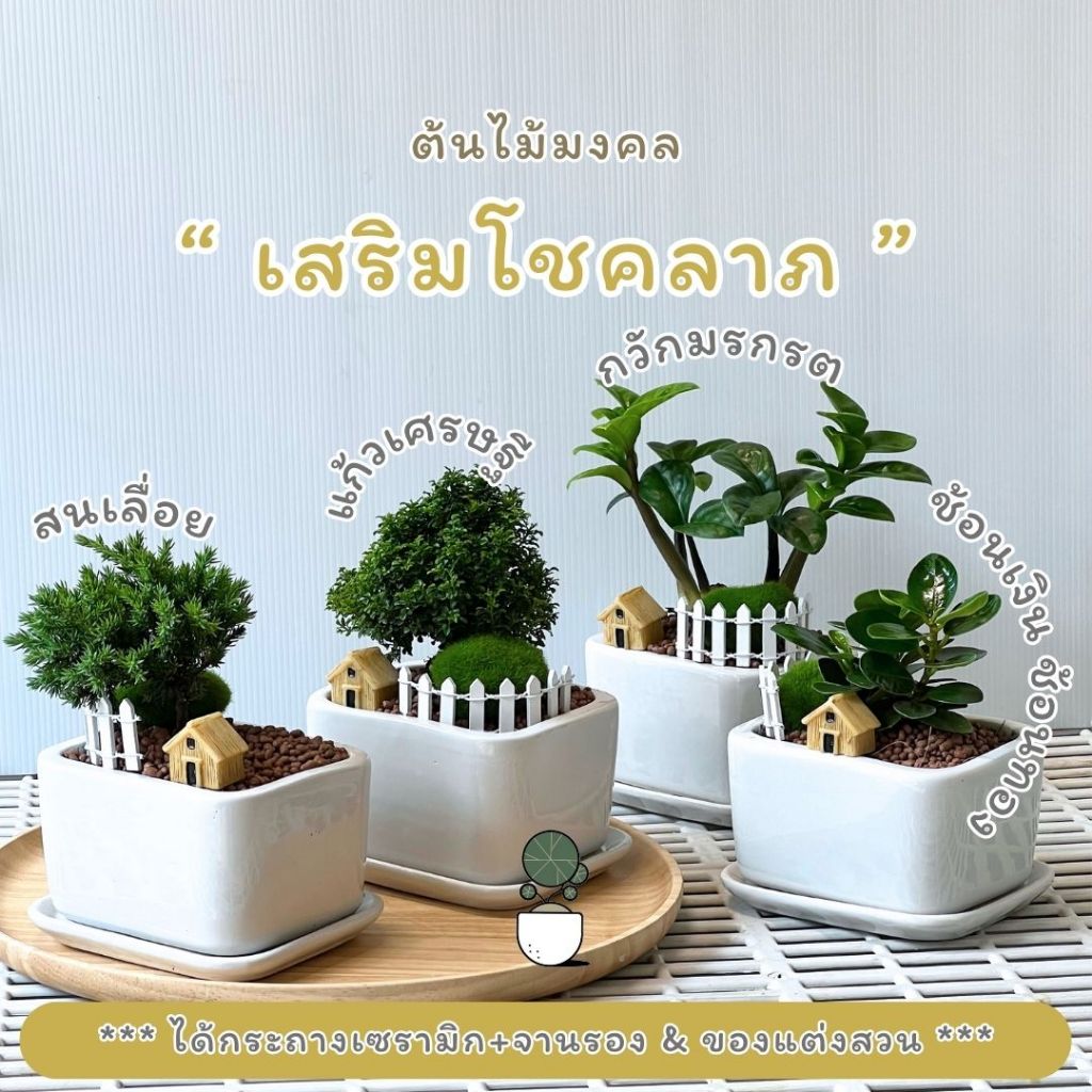 ต้นไม้มงคล "เสริมโชคลาภ" พร้อมกระถางเซรามิกทรงสี่เหลี่ยม+จานรอง+ชุดแต่งสวน ต้นแก้วเศรษฐี ต้นช้อนเงิน ต้นกวักมรกรต