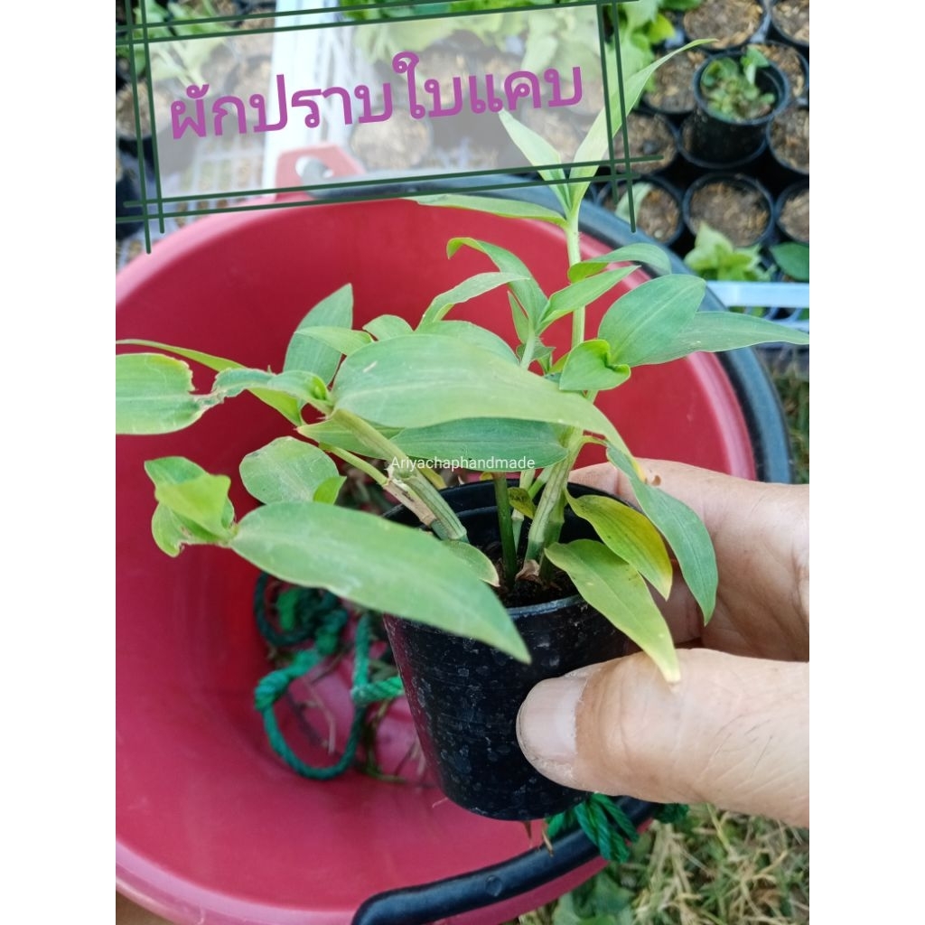 ต้น​ผักปลาบใบแคบ​ 🌿​ กระถาง​2นิ้วมีรากเดินพร้อมขยายพันธุ์