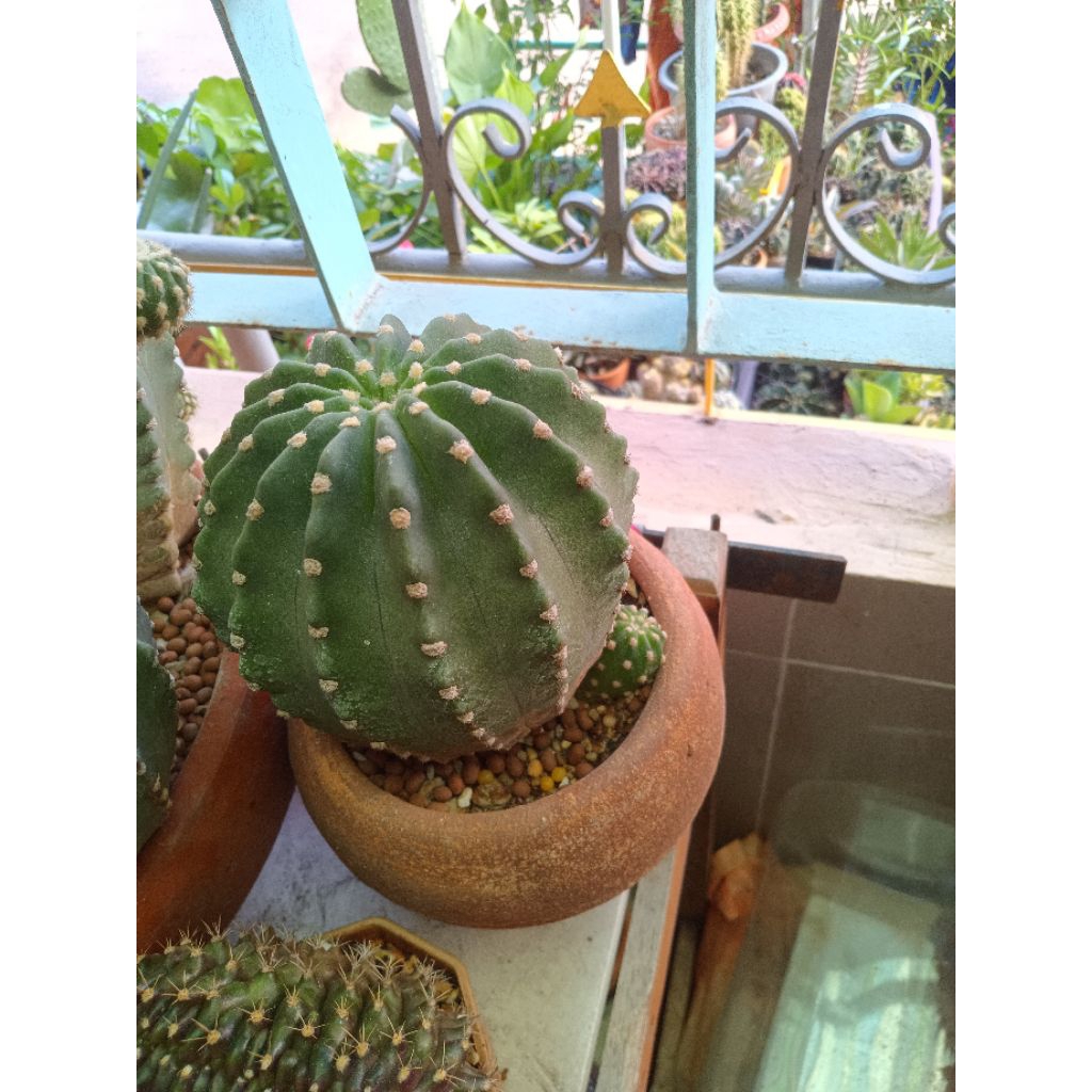 Echinopsis subdenudata อิชินอปซิสซับเดนูดาต้า