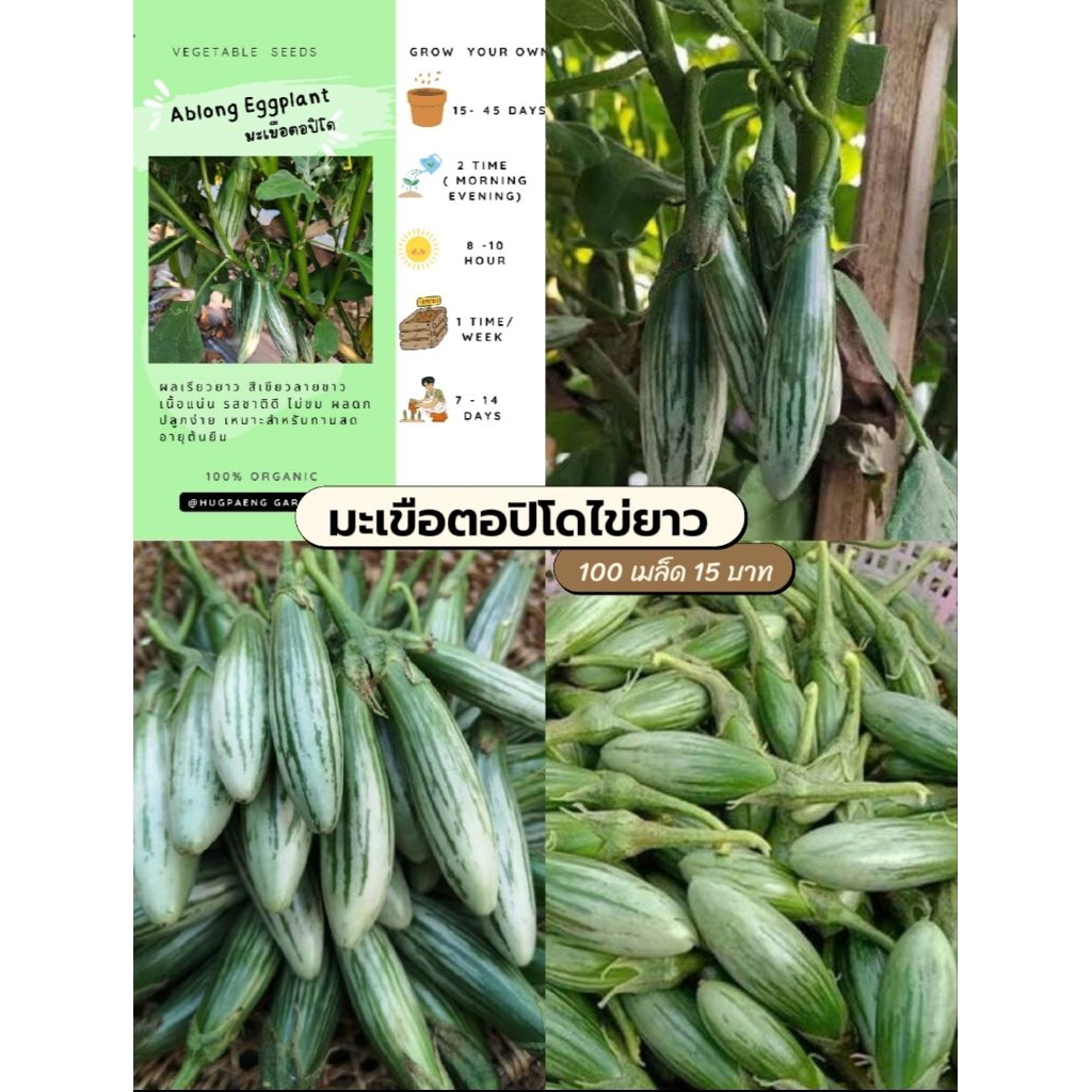 มะเขือตอปิโด มะเขือไข่ยาว 15 บาท