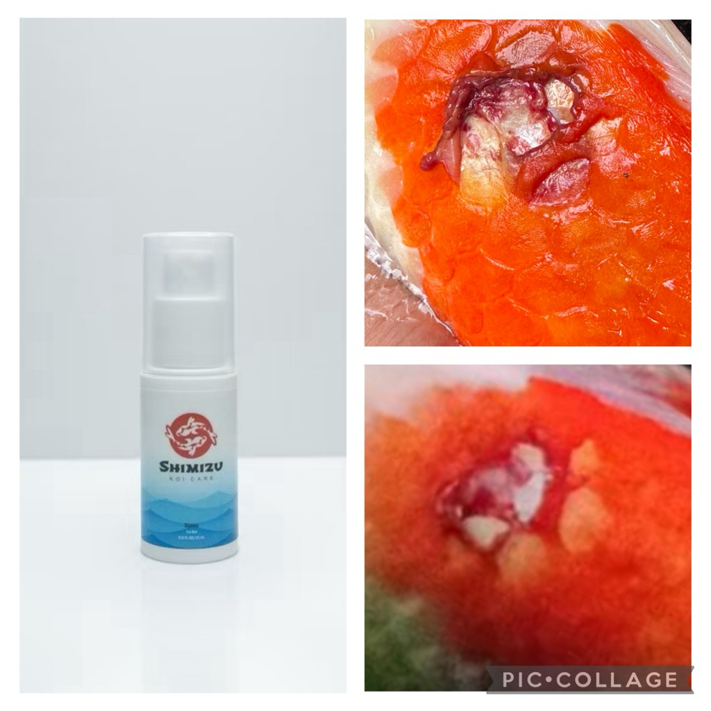 Shimizu wound spray  ฆ่สเชื้อ รักษาแผล สำหรับปลาสวยงามทุกชนิด