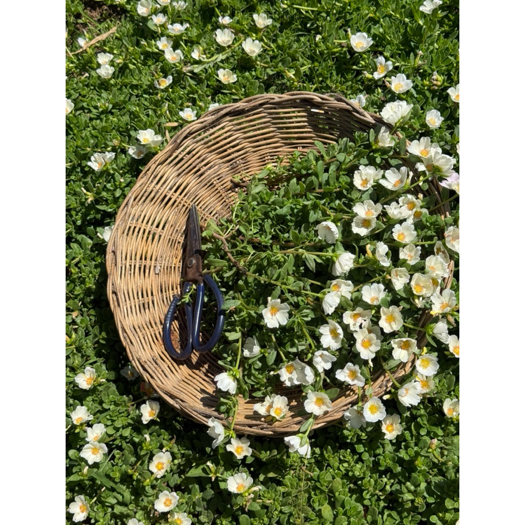 คุณนายตื่นสายสีขาวไข่ดาว ตัดกิ่ง30กิ่ง50บาท ดอกเยอะสวย - รูปที่ 7