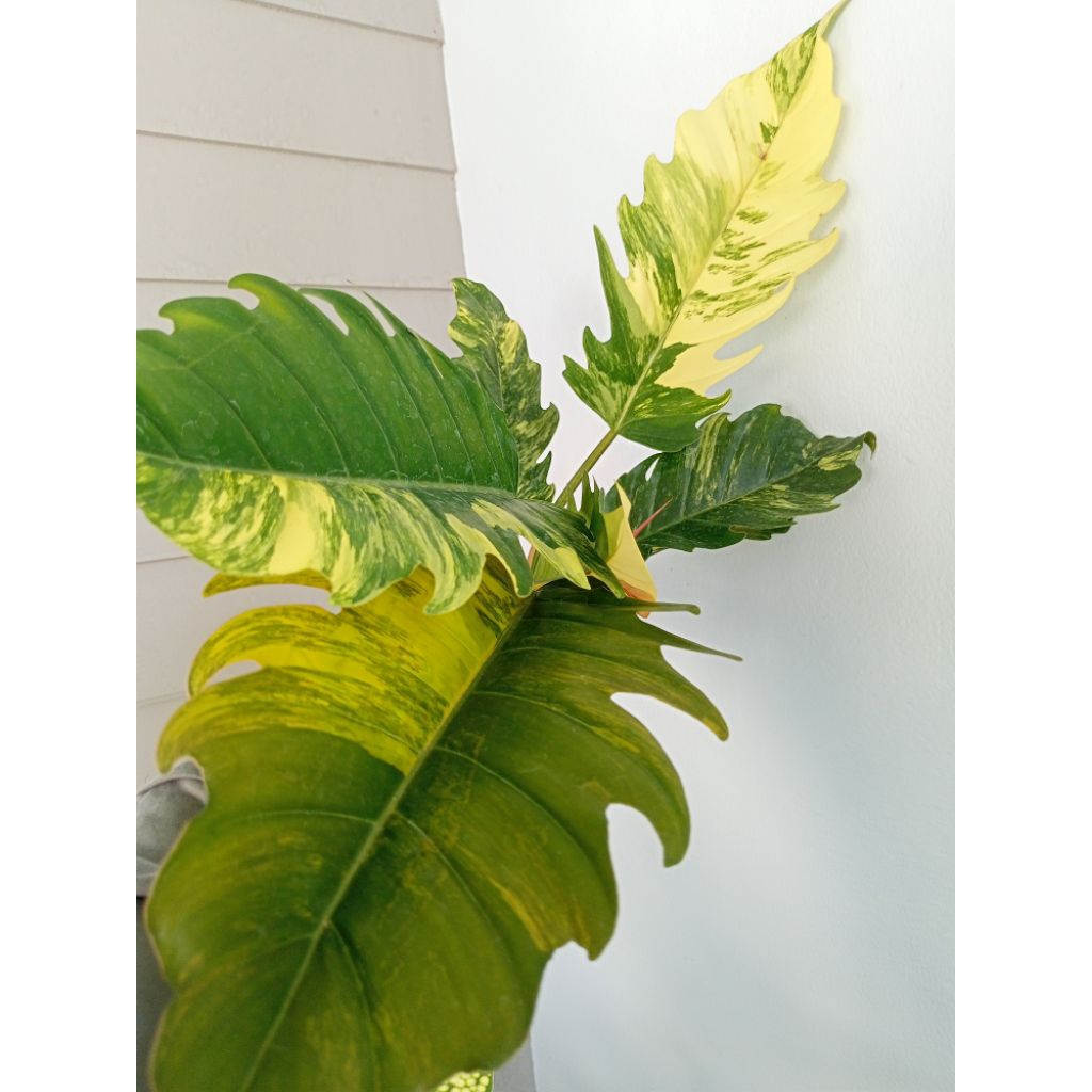 ฟิโลเดนดรอน พิณนาคด่าง#ไม้ด่าง#ไม้แรร์#ไม้กระแส