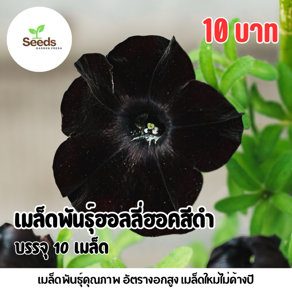 เมล็ดพันธุ์ฮอลลี่ฮอคสีดำ บรรจุ 10 เมล็ด