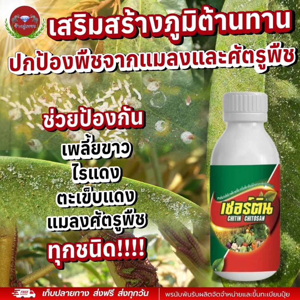 เซอร์ติน เสริมภูมิต้านทานพืช ป้องกันแมลงและศัตรูพืช เพลี้ย ไรแดง ตะเข็บ ใบเขียว ต้นแข็งแรง ใช้ได้ทุกพืช ขนาด100cc