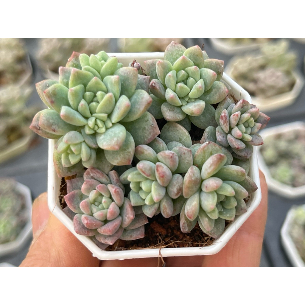 Echeveria prolifica ไม้อวบนำ้ น่ารักๆ กระถาง 2 นิ้ว – โปรปัง