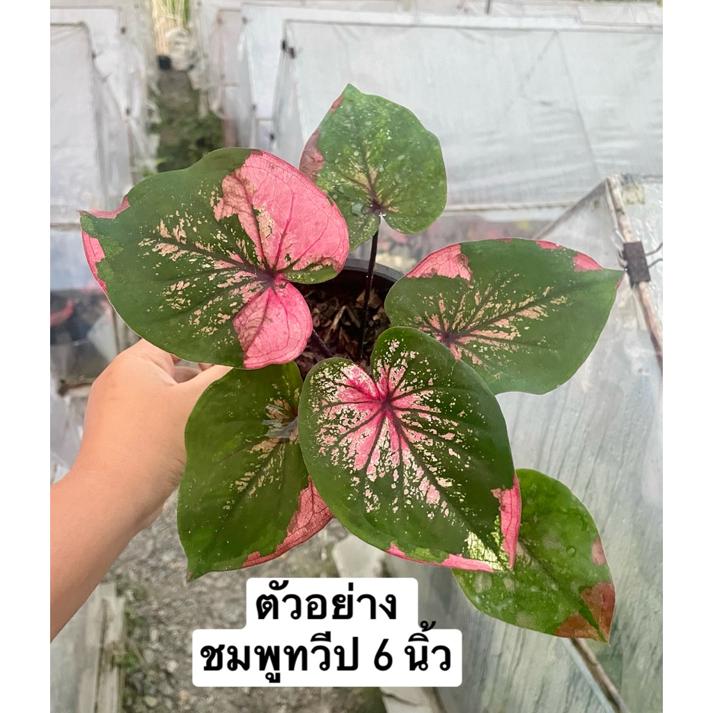 บอนสี ชมพูทวีป กระถาง 6 นิ้ว