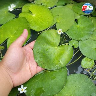 บัวบาพรีเมียม: ดอกบัวจิ๋วคัดพิเศษ ขนาดใหญ่เท่าฝ่ามือ!
