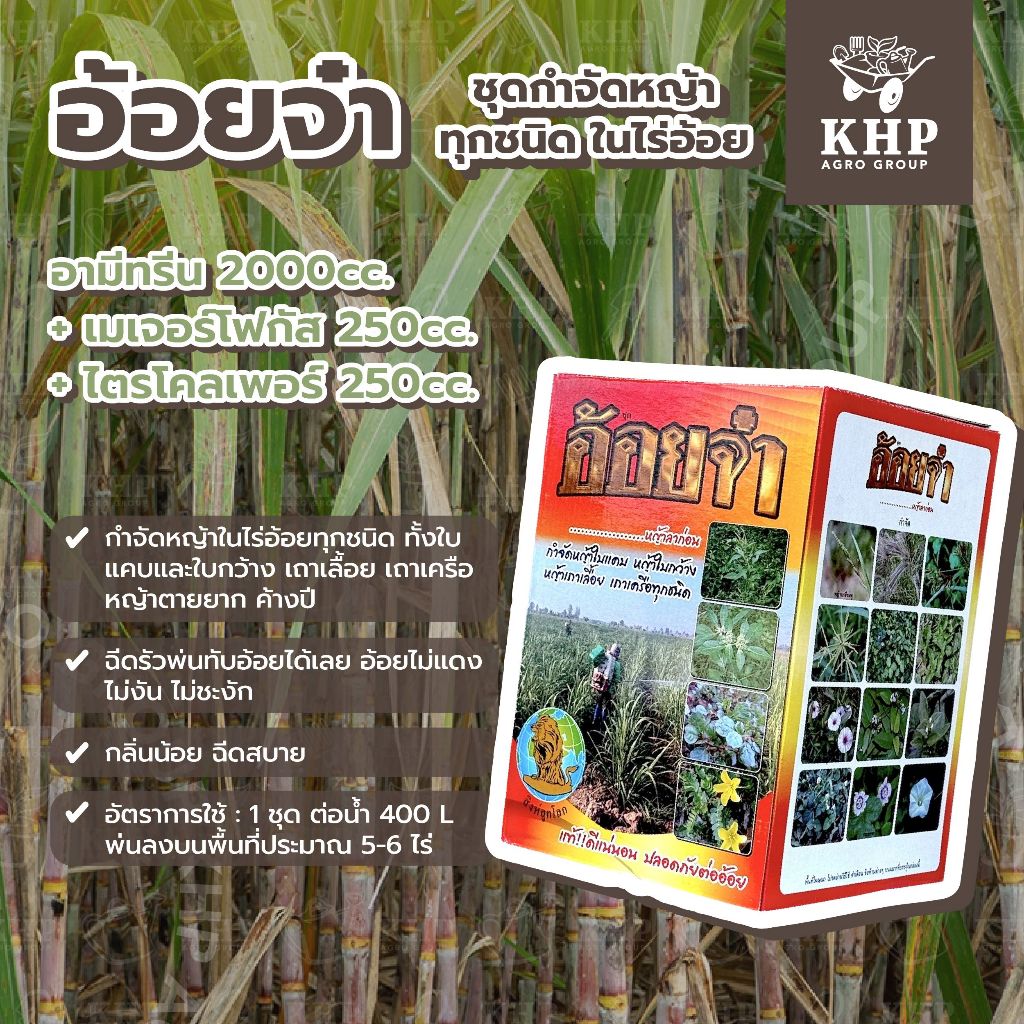 อ้อยจ๋า กำจัดหญ้าทุกชนิดในไร่อ้อย ฉีดพ่นทับยอดได้ ปลอดภัย อ้อยไม่แดง ไม่ชะงัก กลิ่นน้อย 1 ชุด ฉีดพ่นได้ 5 ไร่