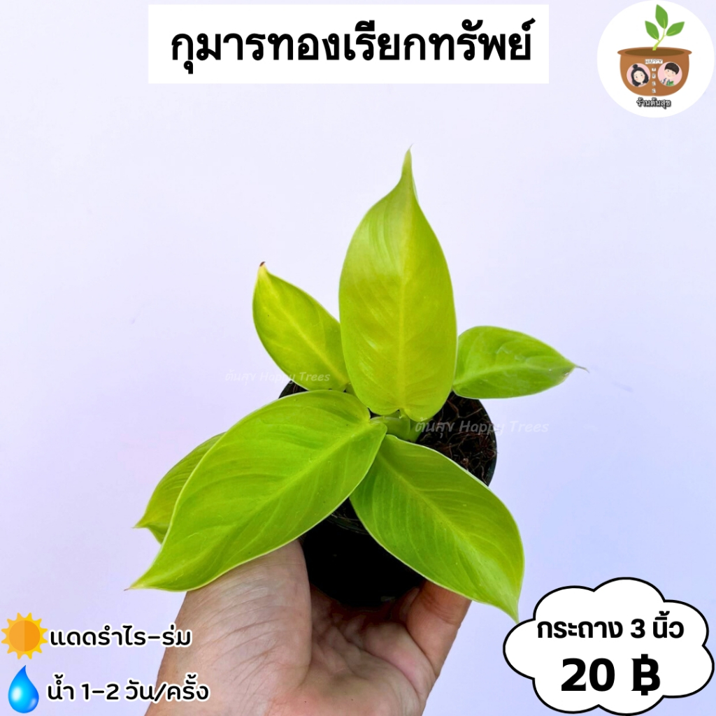 ต้นกุมารดำเรียกทรัพย์ จัดส่ง 2 ต้นขึ้นไป คละแบบได้