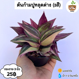 ต้นก้ามปูหลุดด่าง 3 สี จัดส่งที่ 2 ต้นขึ้นไปคละแบบได้