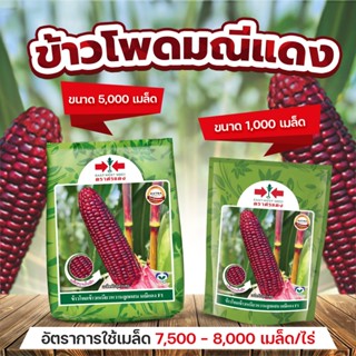 ข้าวโพดมณีแดง ข้าวโพดข้าวเหนียวหวานลูกผสม