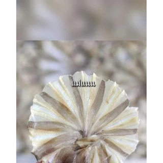 ปลากระเบนวง อร่อย ไม่เค็ม น้ำหนัก 500 กรัม