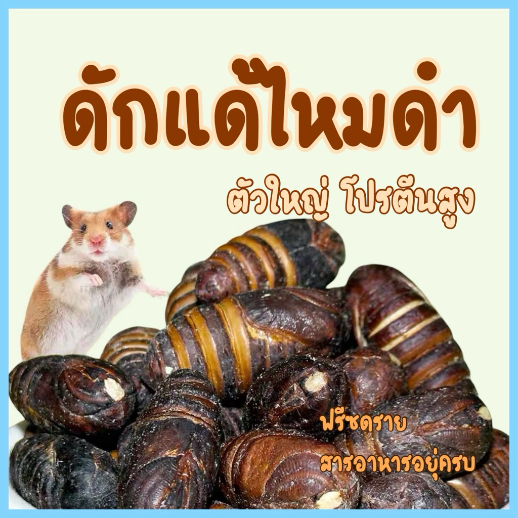 Hambit. ดักแด้ไหมฟรีซดรายเกรดพรีเมียม10กรัม ✨ โปรตีนเน้นๆ อร่อย ปลอดเชื้อ ไม่เค็ม! สำหรับสัตว์เลี้ยงขนาดเล็ก🐹🐢