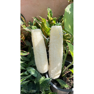 ใยบวบขัดผิว ร้อยเชือก ขนาด20-35เซนติเมตร