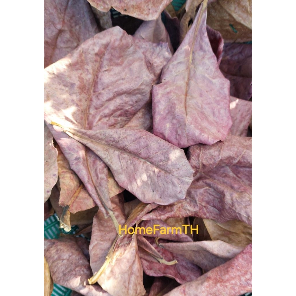 ใบหูกวางแห้งธรรมชาติ สำหรับนำไปทำน้ำหมักใส่อ่างเลี้ยงปลา ขนาด 10ใบ, 20ใบ, 30ใบ (คละขนาดใบ)