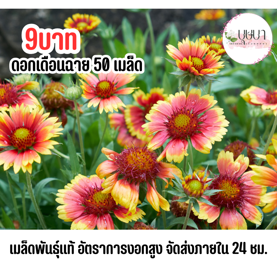เมล็ดดอกเดือนฉาย 9 บาท