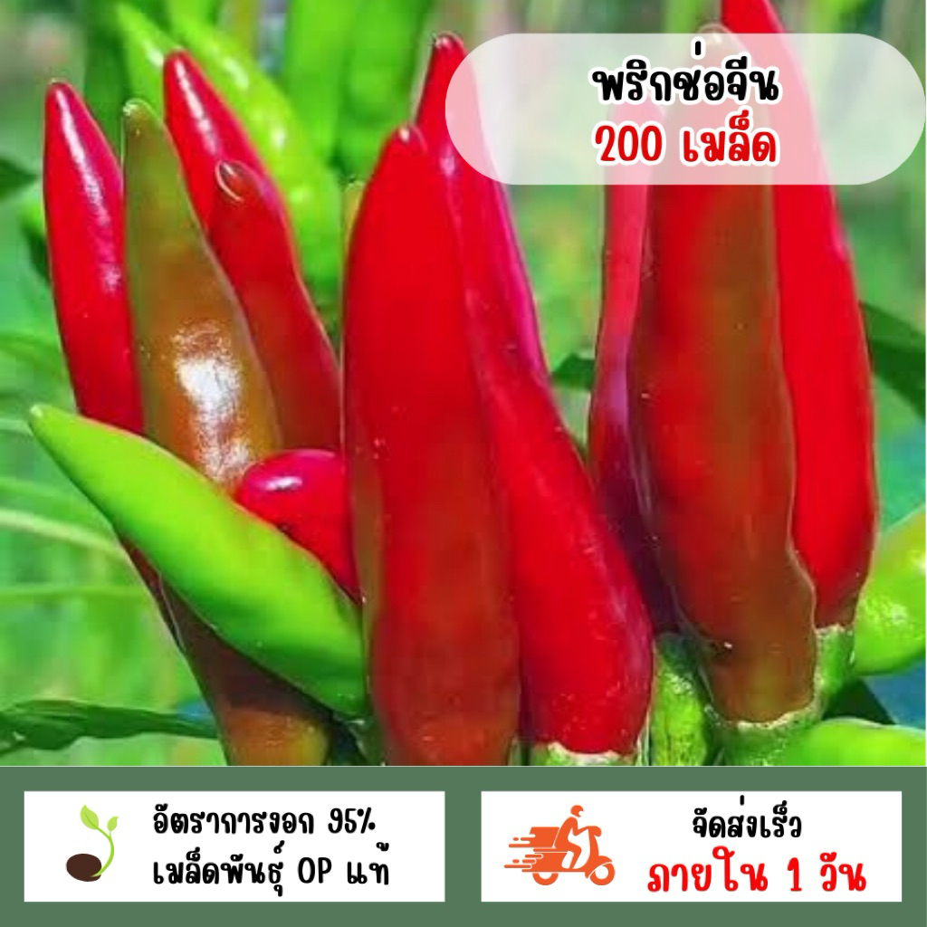พริกช่อจีน 200 เมล็ด