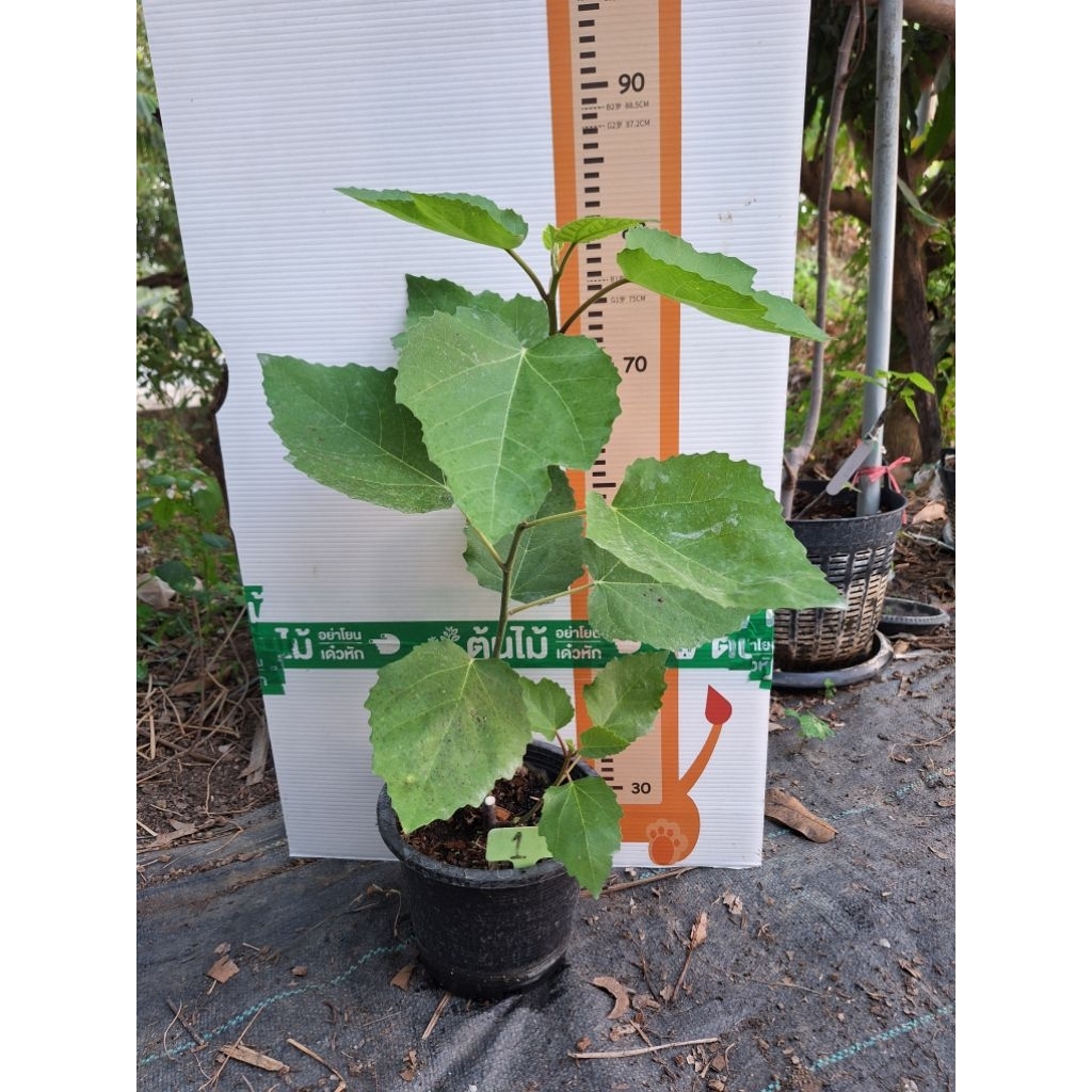 มะเดื่อฝรั่งสายพันธุ์ ราสเบอรี่ ราเต้ (Raspberry Latte Fig) เลี้ยงฝน100%แดด100%