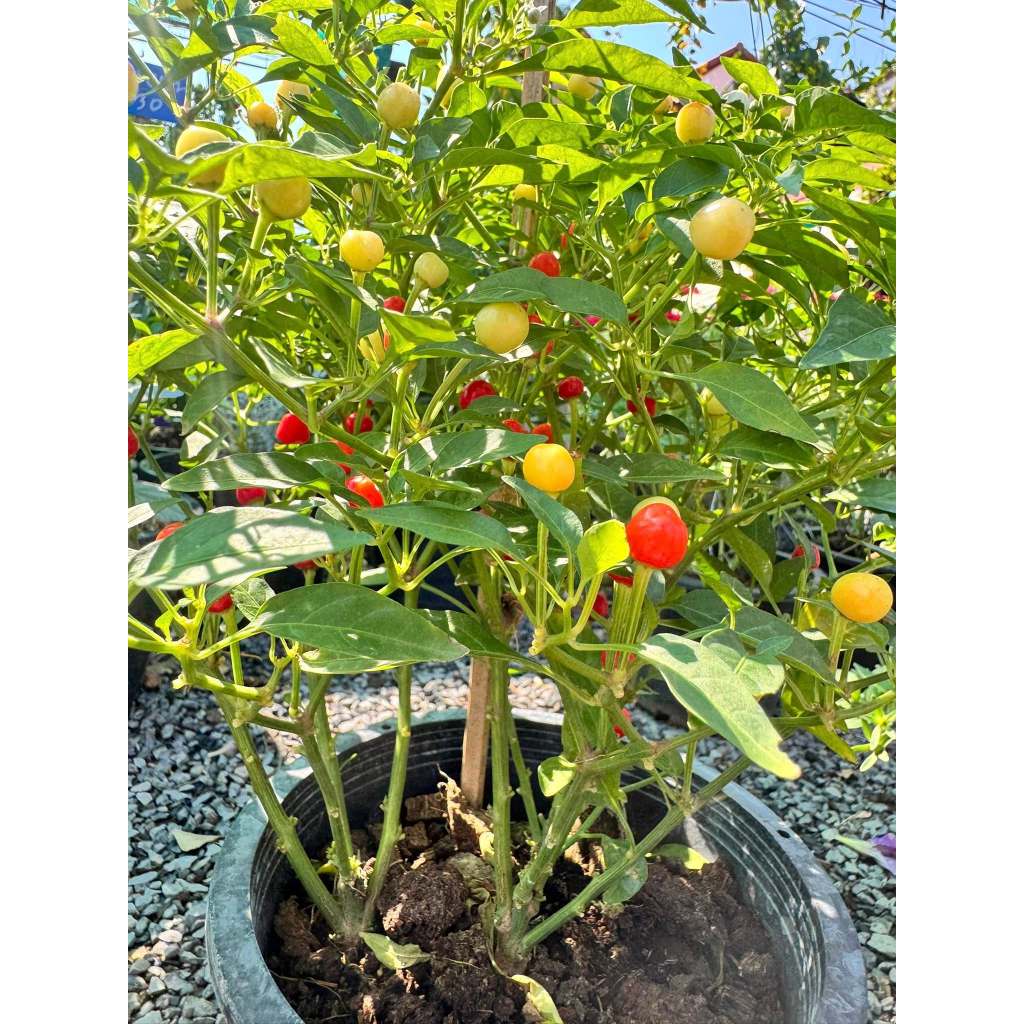 เมล็ดพันธุ์พริกเจ็ดสี พริกสายรุ้ง ประดับได้ ทานได้เผ็ดมาก 30-70 เมล็ด อินทรีย์ออแกนิค โตไว (ซื้อ 10 แถม 1 ) - รูปที่ 4