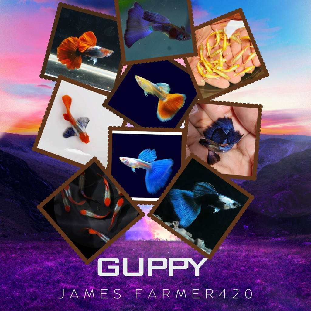 อาหารปลาหางนกยูง ลูกน้ำอบแห้ง สูตร สายพันธุ์ตาแดง ตาดำ (กรุณาอ่านรายละเอียดก่อนสั่งซื้อ)🙏🏻