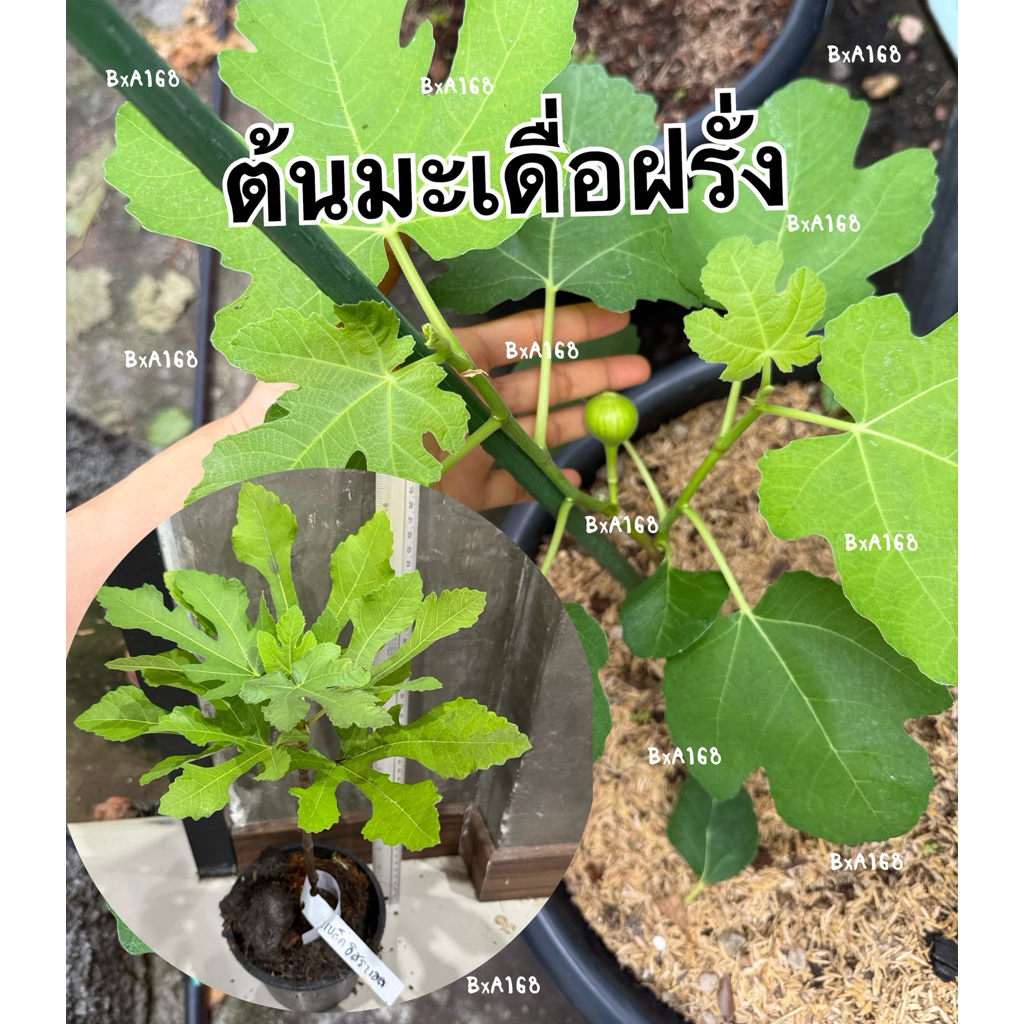 มะเดื่อฝรั่งหรือฟิกส์ส่งพร้อมกระถางเลือกต้นด้านใน