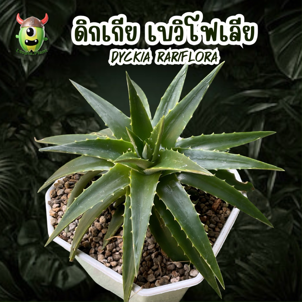 สับปะรดหนาม เบวิโฟเลีย - Dyckia brevifolia