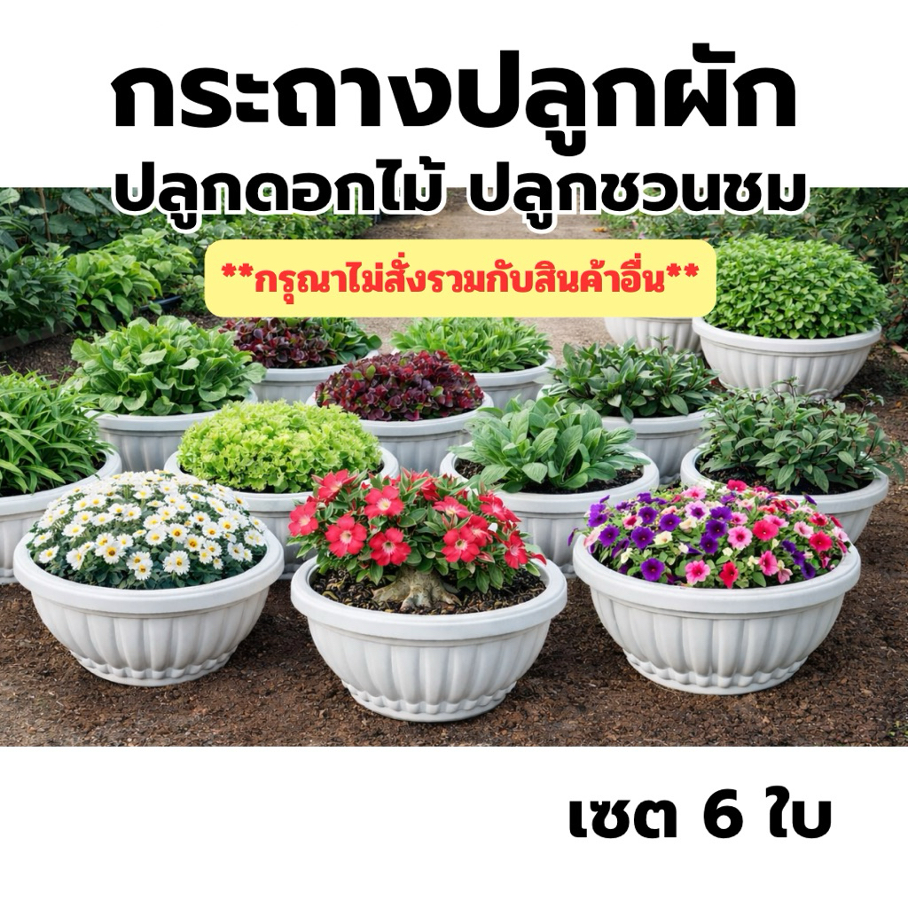 กระถางปลูกผัก ปลูกดอกไม้ ปลูกชวนชม เซต 6 ใบ กระถางทรงเตี้ย กระถางทรงฟักทอง
