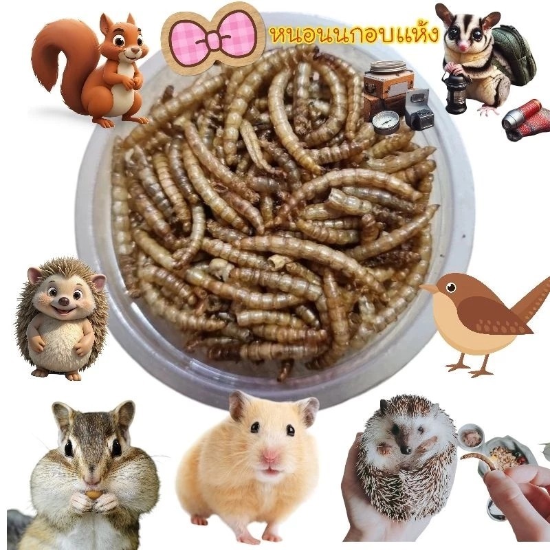 หนอนนกอบเเห้ง  โปรตีนสูง ขนาด 3 ออนซ์ สำหรับสัตว์เลี้ยง ส่่งด่วนทุกวัน ราคา ถูกที่สุด ดีลบีเคเค แกลเลอรีภาพที่ 4