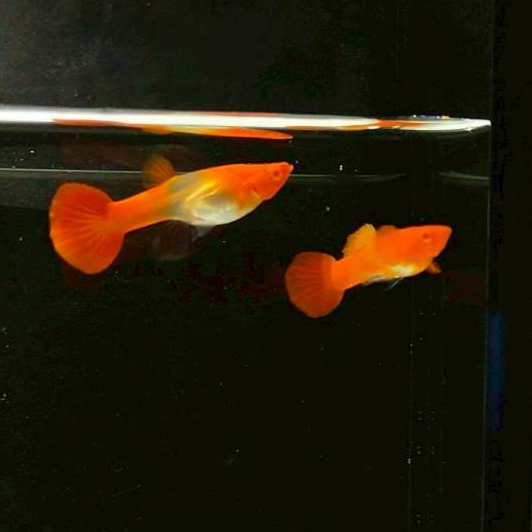 รูปภาพ 4