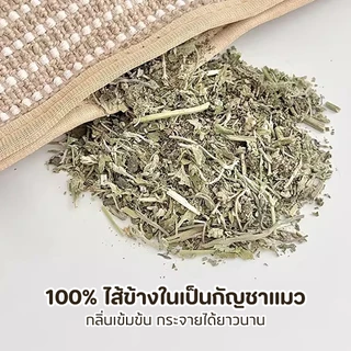 หมอนแมว หมอนอิงแมว ที่อัดแน่นด้วยกัญชาแมว 100% ที่ขัดฟันและกรงเล็บ คลายเครียดและช่วยให้นอนหลับ