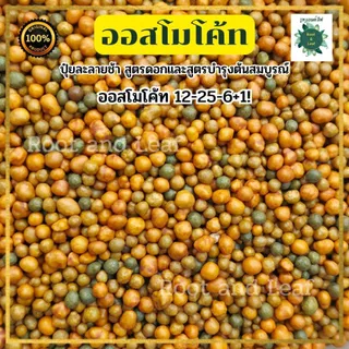 ปุ๋ยออสโมโค้ทพลัส ขนาด 100 กรัม สูตรบำรุงต้นให้สมบูรณ์และสูตรบำรุงดอก ปลดปล่อยธาตุอาหารอย่างสม่ำเสมอ