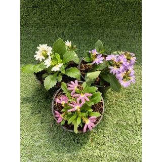 ต้นพระจันทร์เสี้ยว , พระจันทร์ครึ่งซีก [ Lobelia Chinensis ] ไม้ในกระถาง3"