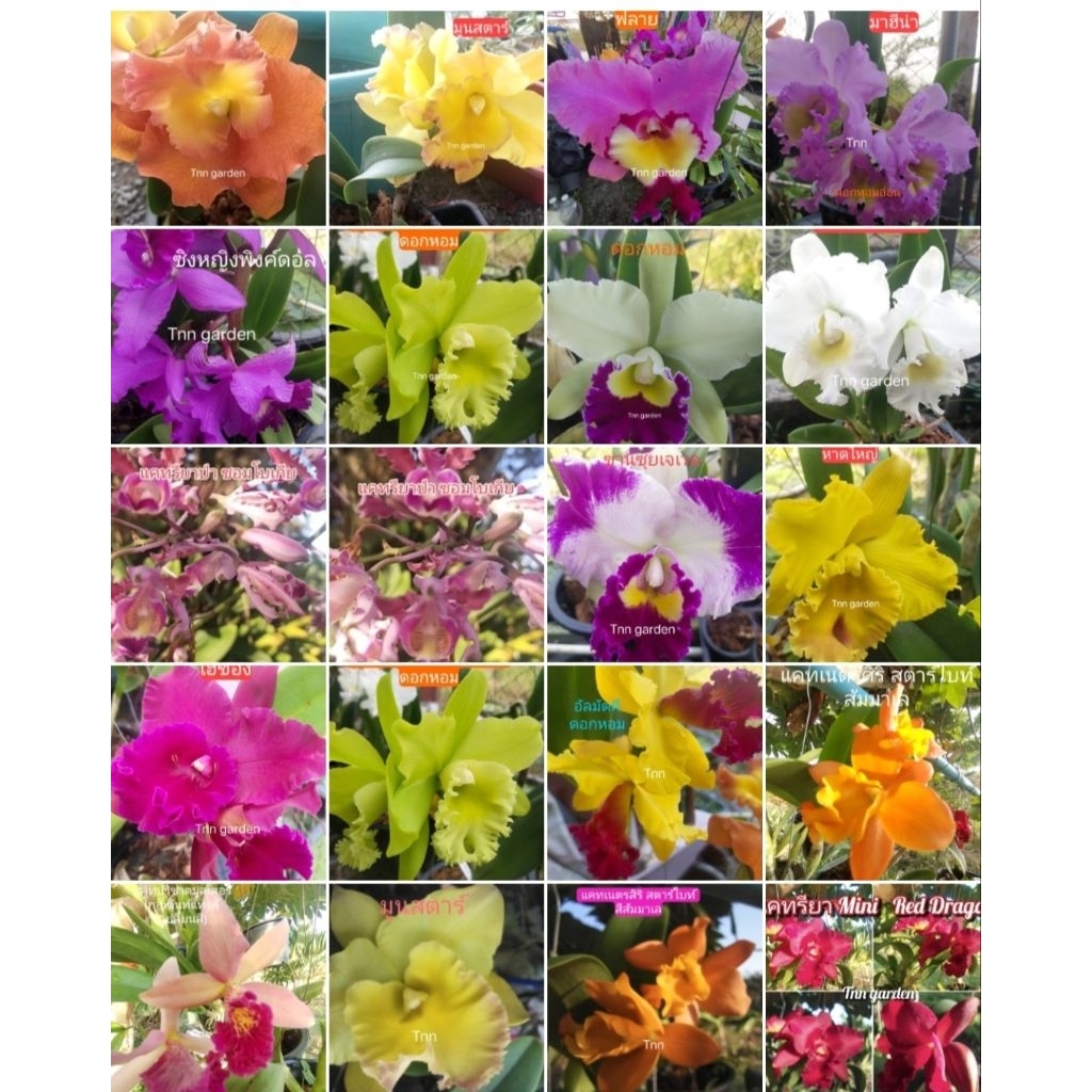 แบ่งกิ่งต้นพันธุ์แคทรียา เลือกสีได้ตามใจชอบ ราคาต่อต้นจะมี2กิ่ง.ตามตัวอย่างภาพ ต้นไม่ติดดอก ลูกค้าต้องนำไปปลูกเองนะคะ