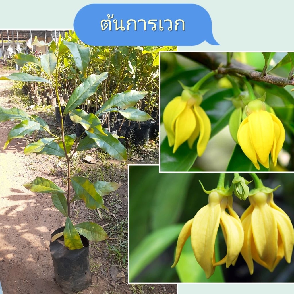 ต้นการเวก ดอกสเหลือง กลิ่นหอมฟุ้ง