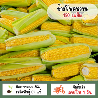 เมล็ดพันธุ์ข้าวโพดหวาน 150 เมล็ด